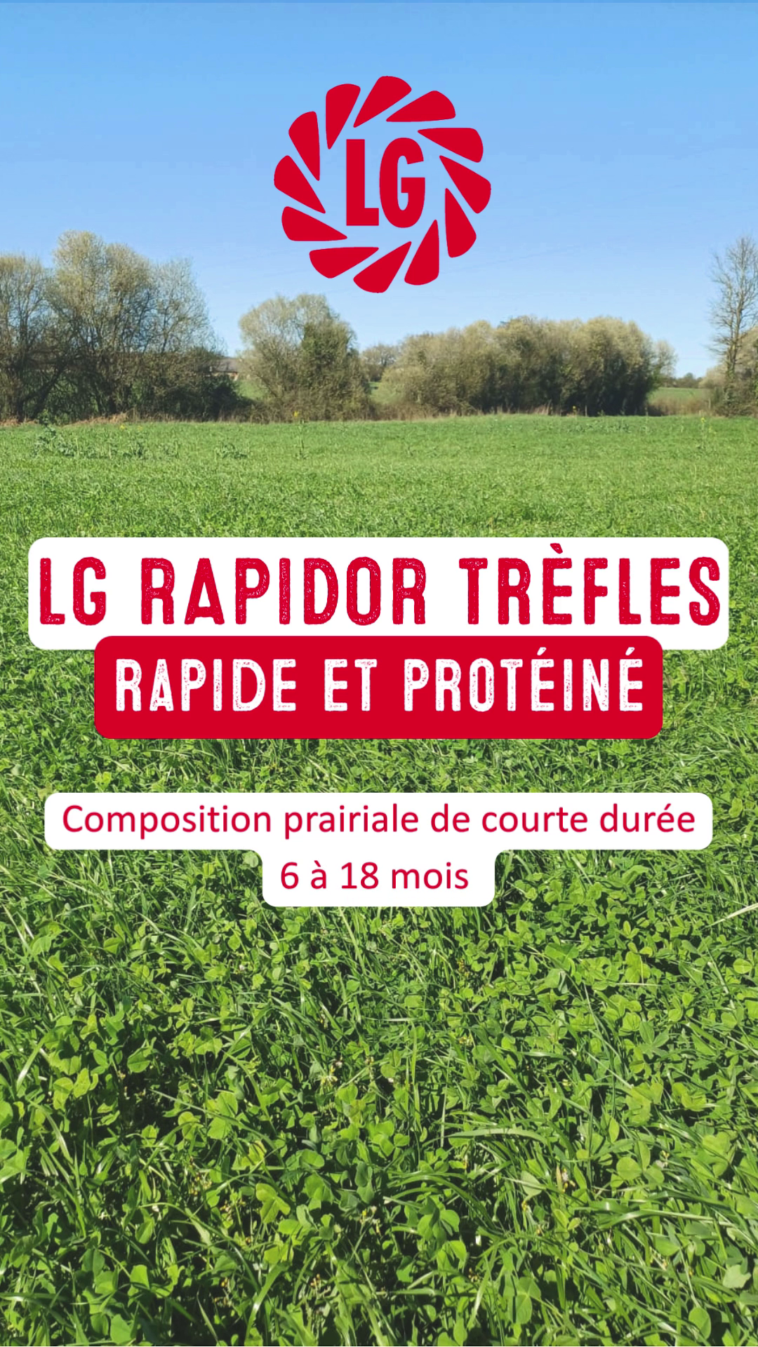 Découvrez la composition prairiale courte durée LG RAPIDOR TRÈFLES